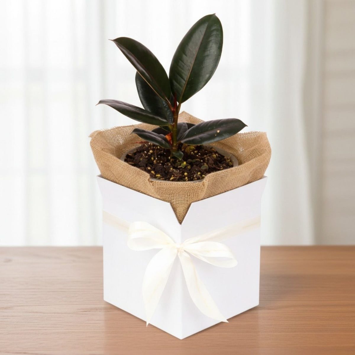 Burgundy Ficus Potted Plant