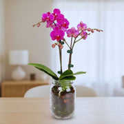 Elegant Phalaenopsis Orchid Glass Jar